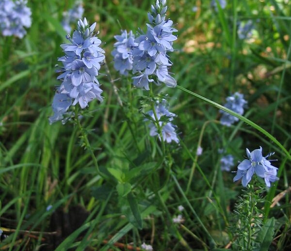 Gentiana cruciata e Veronica sp.